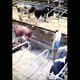 Illustration for article titled The Sports Highlight Of The Day Is This Cows Long-Range Turd Hitting Its Mark
